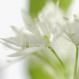 Bärlauch-Allium ursinum