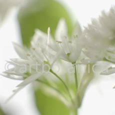 Bärlauch - Allium ursinum-10