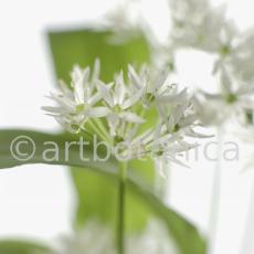Bärlauch - Allium ursinum-3