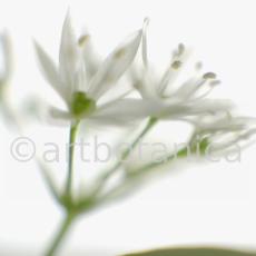 Bärlauch - Allium ursinum-6