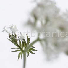 Baldrian- Valeriana officinalis-2