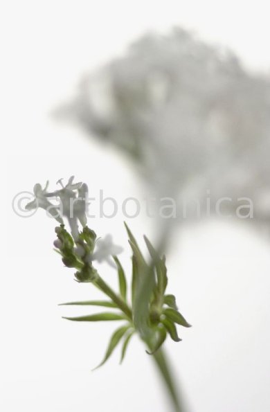 Baldrian- Valeriana officinalis-3
