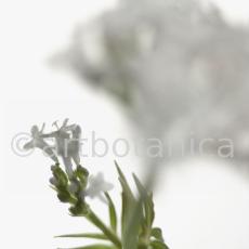 Baldrian- Valeriana officinalis-3