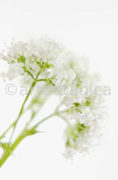 Baldrian- Valeriana officinalis-6
