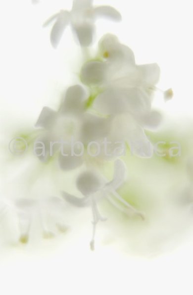 Baldrian- Valeriana officinalis-19