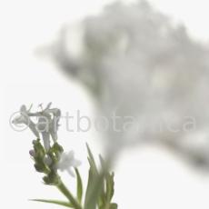 Baldrian- Valeriana officinalis-4