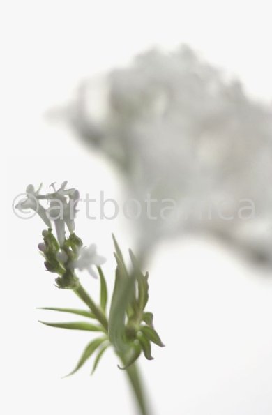 Baldrian- Valeriana officinalis-4