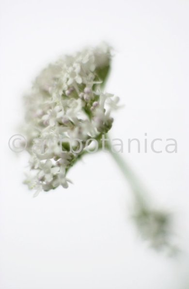 Baldrian- Valeriana officinalis-1