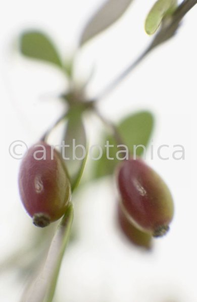 Berberitze--Berberis-vulgaris--48