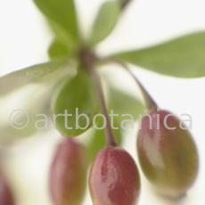 Berberitze--Berberis-vulgaris--59