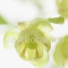 Berberitze--Berberis-vulgaris--25