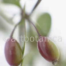 Berberitze--Berberis-vulgaris--49