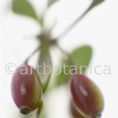 Berberitze--Berberis-vulgaris--48