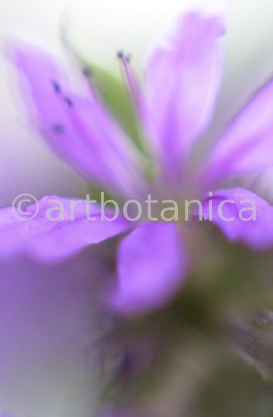 Blutweiderich -Lythrum salicaria-18