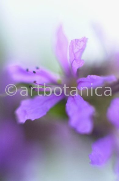 Blutweiderich -Lythrum salicaria-10