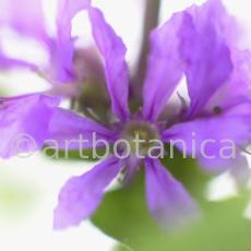 Blutweiderich -Lythrum salicaria-13