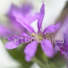 Blutweiderich -Lythrum salicaria-12