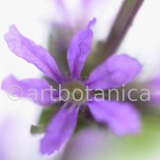 Blutweiderich -Lythrum salicaria-15