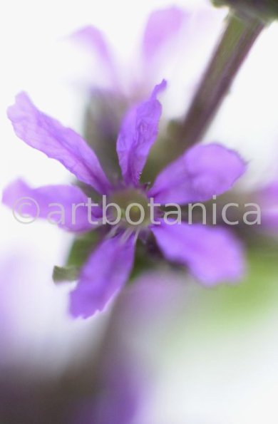 Blutweiderich -Lythrum salicaria-15