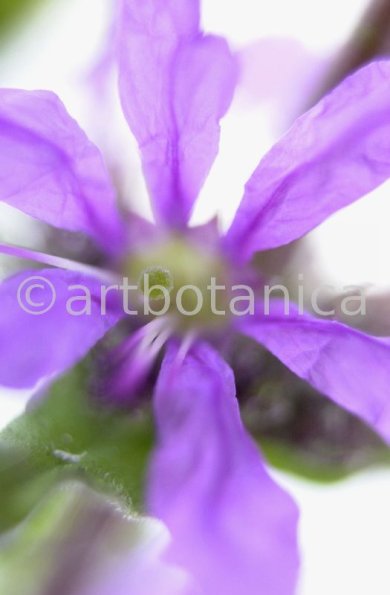 Blutweiderich -Lythrum salicaria-2