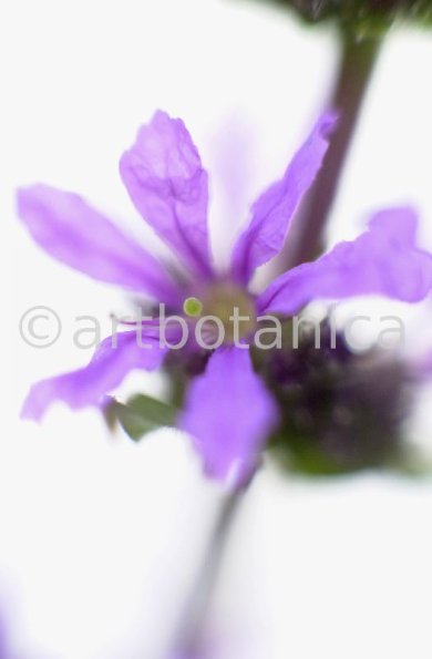 Blutweiderich -Lythrum salicaria-7