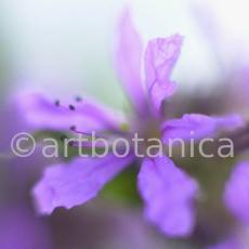 Blutweiderich -Lythrum salicaria-10