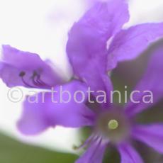 Blutweiderich -Lythrum salicaria-16
