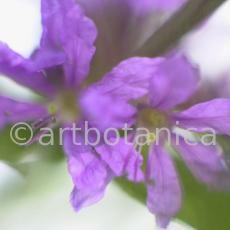 Blutweiderich -Lythrum salicaria-14