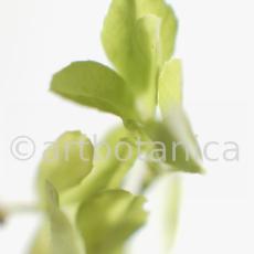 Trigonella foenum-graecum-1