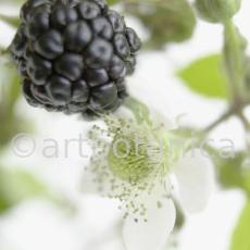 Brombeere--Rubus-fructicosus-25