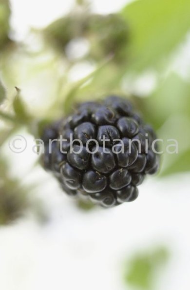 Brombeere--Rubus-fructicosus-4