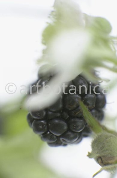 Brombeere--Rubus-fructicosus-10