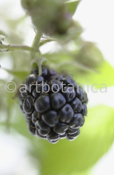 Brombeere--Rubus-fructicosus-5