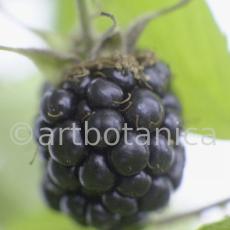 Brombeere--Rubus-fructicosus-11