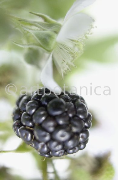 Brombeere--Rubus-fructicosus-3