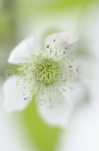 Brombeere--Rubus-fructicosus-8