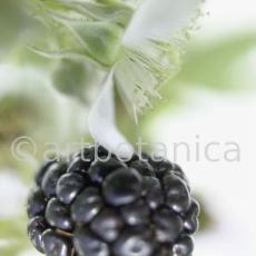 Brombeere--Rubus-fructicosus-3