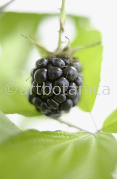 Brombeere--Rubus-fructicosus-15