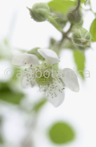 Brombeere--Rubus-fructicosus-21