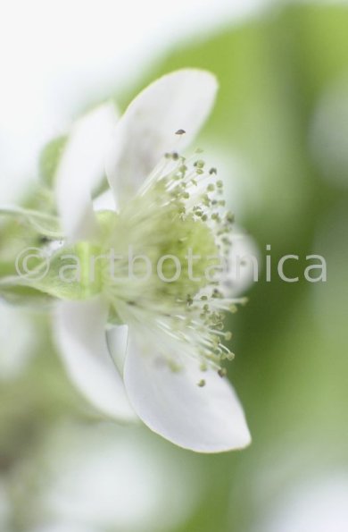 Brombeere--Rubus-fructicosus-19