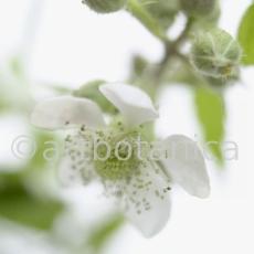 Brombeere--Rubus-fructicosus-21