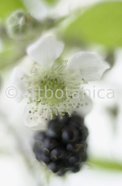 Brombeere--Rubus-fructicosus-13