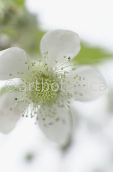 Brombeere--Rubus-fructicosus-18