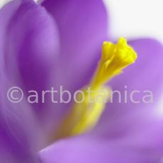 Krokus-Crocus-sativus-16
