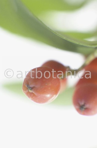 Eberesche-Sorbus-aucuparia-5