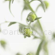 Eberraute-Artemisia-abrotanum-10
