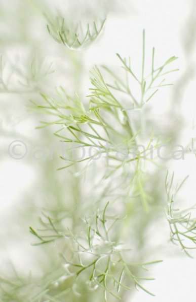 Eberraute-Artemisia-abrotanum-3