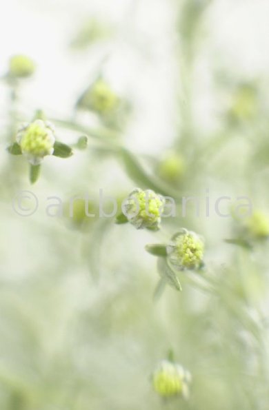 Eberraute-Artemisia-abrotanum-7