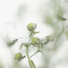 Eberraute-Artemisia-abrotanum-5