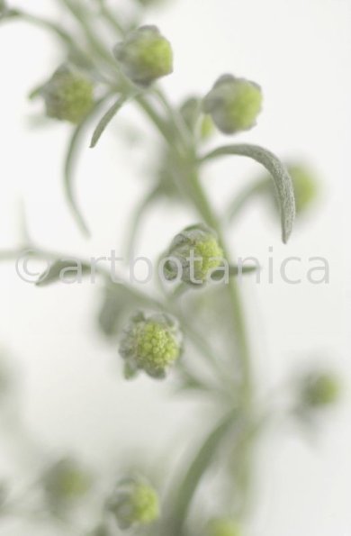 Eberraute-Artemisia-abrotanum-9